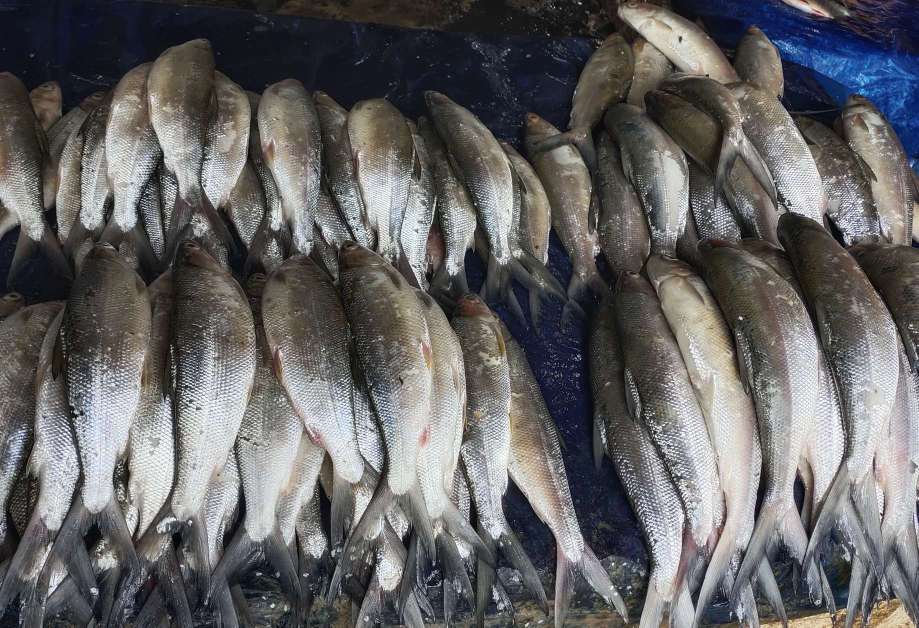 Ikan bandeng