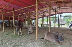 Dinas Ketahanan Pangan dan Pertanian (DKPP) Kota Cilegon.