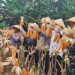Kapolres Serang